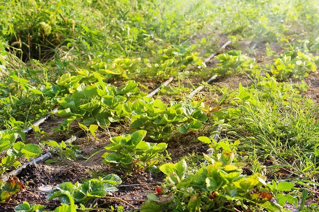 Example of a drip pipe irrigation system using SABIC® LLDPE P438J