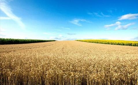 Field of grain Field of grain