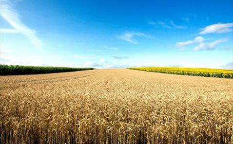 Field of grain