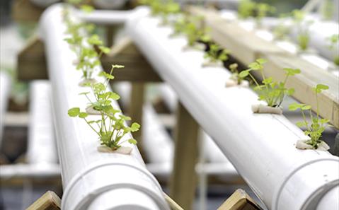 modern agriculture - plants on pipes