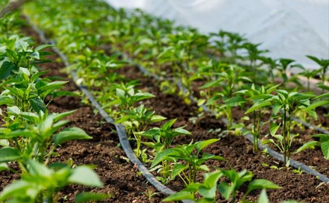 Greenhouse with pepper plant and drip irrigiation Greenhouse with pepper plant and drip irrigiation