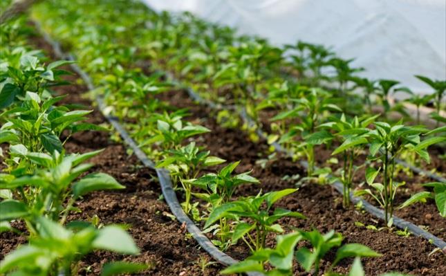 Greenhouse with pepper plant and drip irrigiation