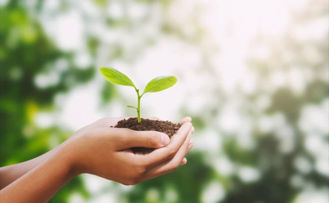 Hand holding young tree for planting