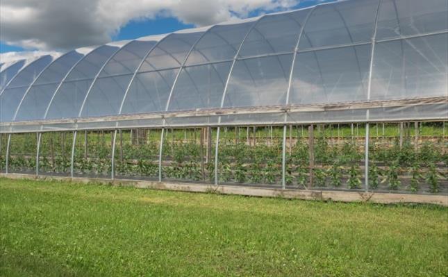 Hoophouse filled with rows of pepper and tomato plants Hoophouse filled with rows of pepper and tomato plants
